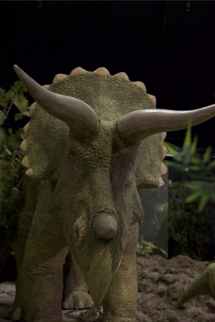 Triceratops