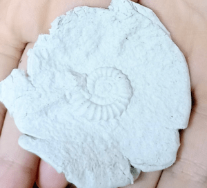 Thumbnail fossil making