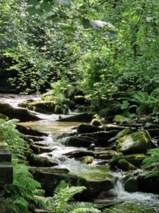 Thumbnail prehistoric plant parade